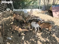 Cabras (lote, sexo no especificado), Cabras — foto 4