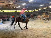 Kůň, Standardbred — foto 1