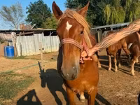 Yegua, Hungarian horse breed — foto 3