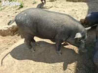 公猪, Вьетнамская вислобрюхая — 照片 4