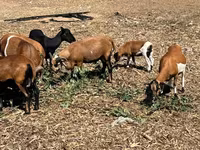 公羊, Cameroon sheep — 照片 1