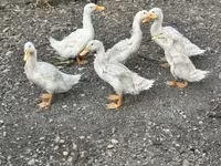 Ducks — foto 3