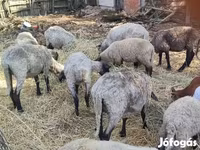 Schafe (Partie, Geschlecht nicht angegeben), Cameroon sheep — Foto 1