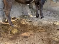 Vaca, Raza Alatau — foto 1