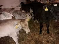Bika, Simmental cattle — 2. fotó