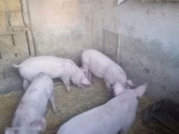 Disznók (tétel, nem megadva), Sertések — Magyarország