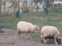 Kos, Juhok — 1. fotó