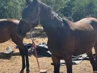Kanca, Nonius horse — 8. fotó