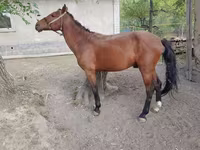 Cavalo, Karachay horse — foto 1
