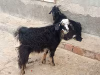 ماعز (دفعة، الجنس غير محدد), Angora goats — الصورة 1