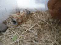 Chickens — zdjęcie 3