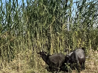 عنزة, Czech Brown Shorthaired goats — الصورة 4