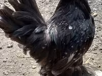 Chickens — foto 3