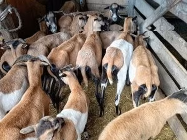 Brebis, Moutons — Hongrie