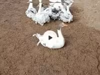 Geese — फ़ोटो 5