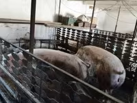 Säue, Schweine — Foto 1
