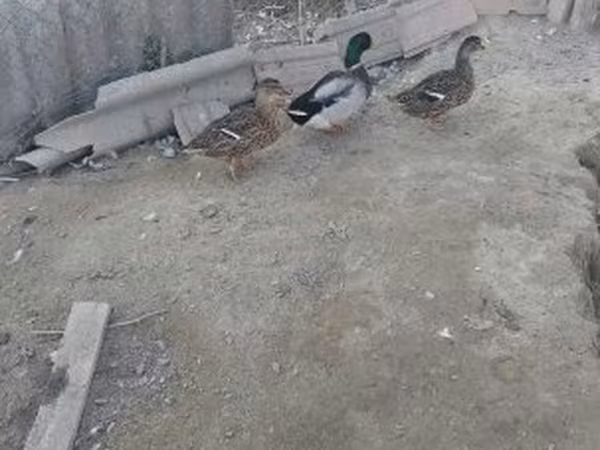 Ducks — Magyarország
