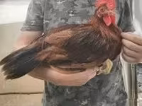 Chickens — Foto 1