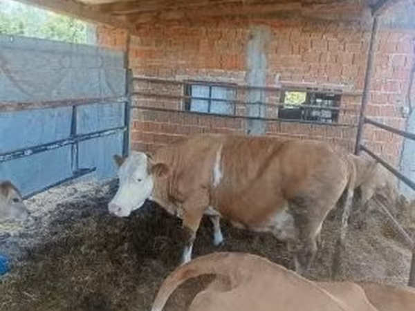 بقرة, French Simmental cattle — هنغاريا