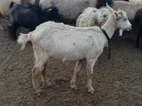 Ziege, Alpine goat — Foto 1