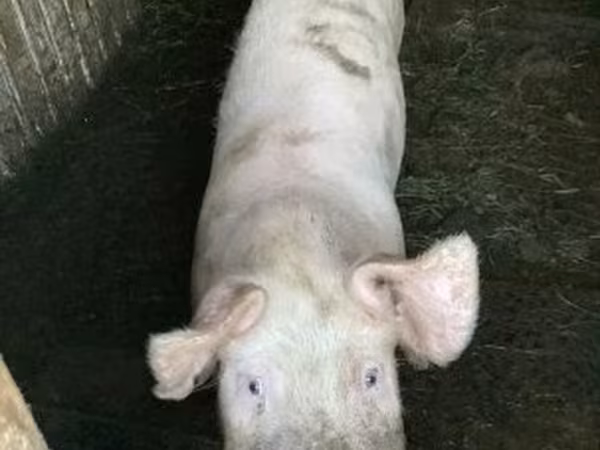 Sow, Pigs — Hungary