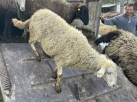 Bélier, Moutons — photo 3