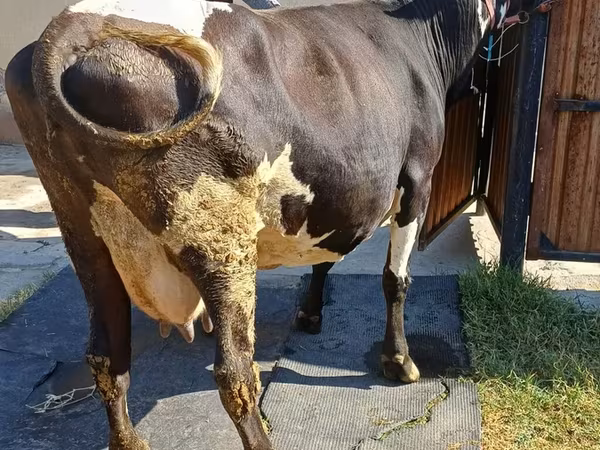 Vaca, Raza Alatau