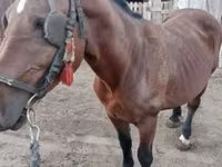母马, Horses — 照片 2