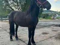Caballo, Caballos — foto 1