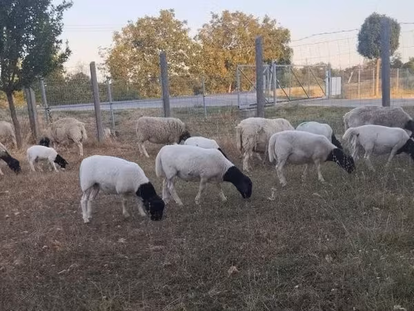 母羊, Dorper sheep