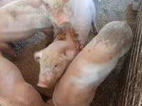 मादा सूअर, Крупная белая — फ़ोटो 4