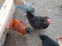 gallina danesa — foto 8