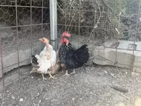 Chickens — 3-сурет