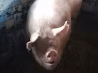 Boar, Pigs — photo 7