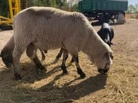 Ram, Sheep — photo 2