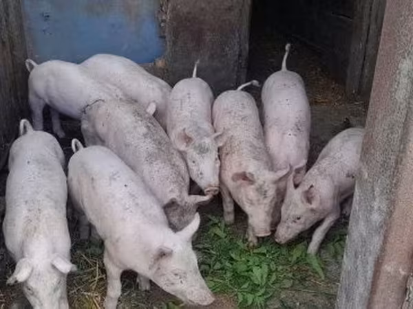 Süldőanya, Крупная белая