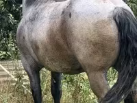 Kanca, Hungarian horse breed — 4. fotó