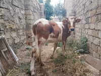 Krava, Simmental cattle — foto 1
