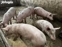 Boar, Pigs — photo 3