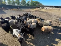 公羊, Racka sheep — 照片 3