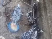 Poule danoise — photo 6
