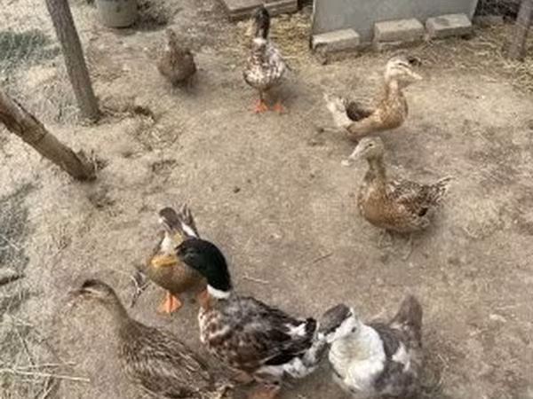Утки