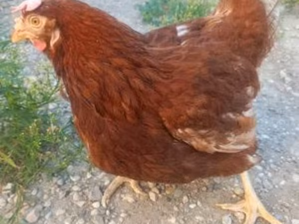 Chickens