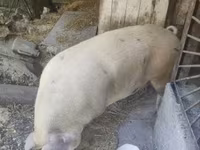 Boar, Pigs — photo 3