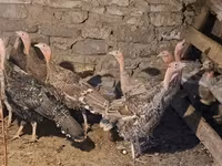 Turkeys — foto 4