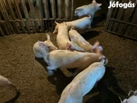 Sow, Pigs — photo 3