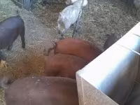 Boar, Pigs — photo 4