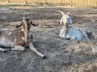 Goat, Nubian Goat — photo 5