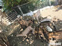 Cabras (lote, sexo no especificado), Cabras — foto 1