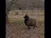 母羊, Racka sheep — 照片 1